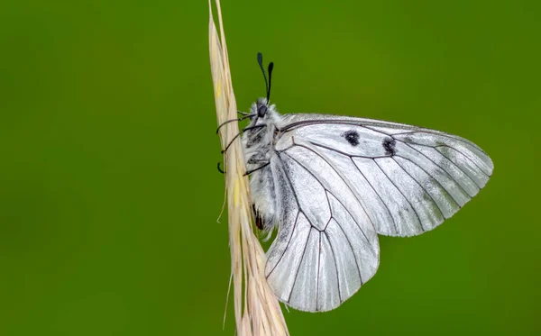 Tembakan Makro Pemandangan Alam Yang Indah Menutup Kupu Kupu Yang — Stok Foto