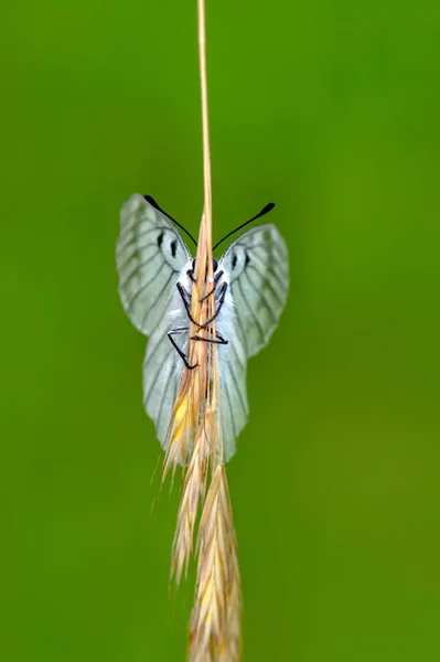 Macro Shots Bela Cena Natureza Closeup Bela Borboleta Sentado Flor — Fotografia de Stock