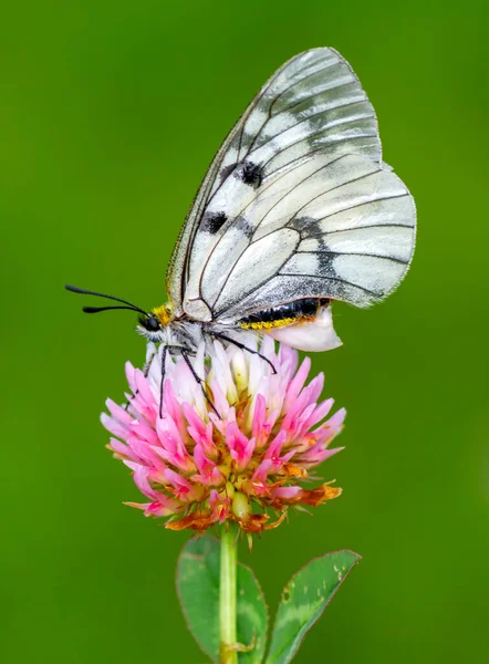 Macro Shots Prachtige Natuur Scene Close Mooie Vlinder Zittend Bloem — Stockfoto