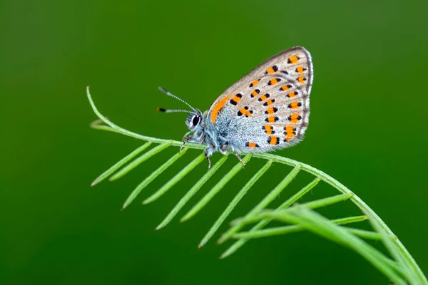 Μακρο Φωτογραφίες Όμορφη Φυσική Σκηνή Κοντινό Πλάνο Όμορφη Πεταλούδα Κάθεται — Φωτογραφία Αρχείου