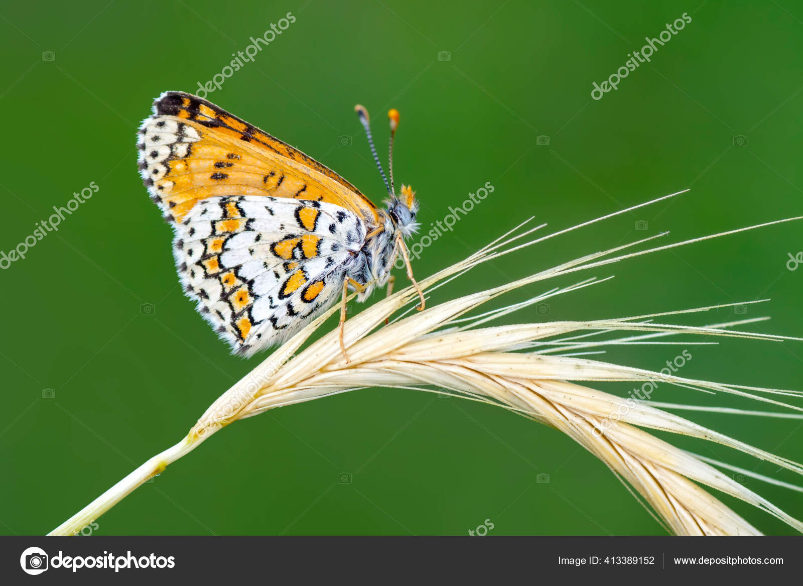 Butterfly wallpaper by LadyVanja - Download on ZEDGE™ | 2200, image size:1600x1167