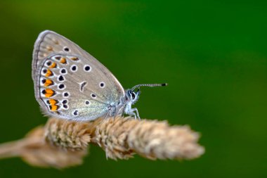 Makro çekimler, güzel doğa sahneleri. Yaklaş, güzel kelebek yaz bahçesindeki çiçekte oturuyor..