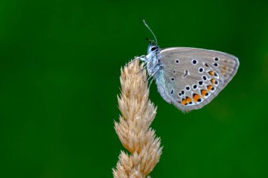 Makro çekimler, güzel doğa sahneleri. Yaklaş, güzel kelebek yaz bahçesindeki çiçekte oturuyor..