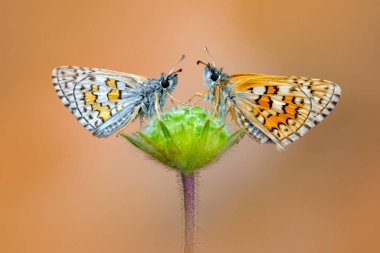 Bitki Dalı Üzerinde Güve Makro Fotoğrafı.