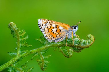 Bitki Dalı Üzerinde Güve Makro Fotoğrafı.