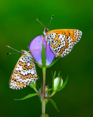 Makro çekimler, güzel doğa sahneleri. Yaklaş, güzel kelebek yaz bahçesindeki çiçekte oturuyor..
