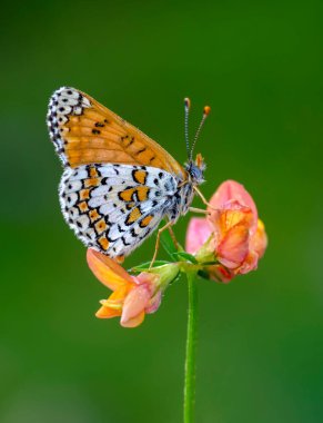 Makro çekimler, güzel doğa sahneleri. Yaklaş, güzel kelebek yaz bahçesindeki çiçekte oturuyor..