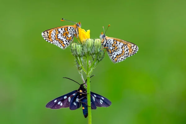 Macro Shots Beautiful Nature Scene Closeup Beautiful Butterfly Sitting Flower — Stock Photo, Image