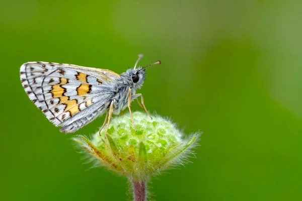 Macro Fotografia Traça Galho Planta — Fotografia de Stock