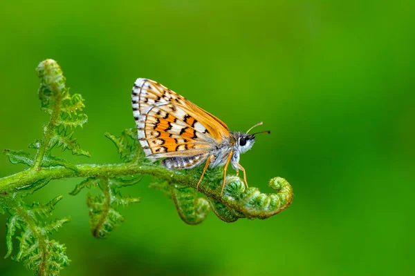 Macro Photography Moth Twig Plant — стокове фото