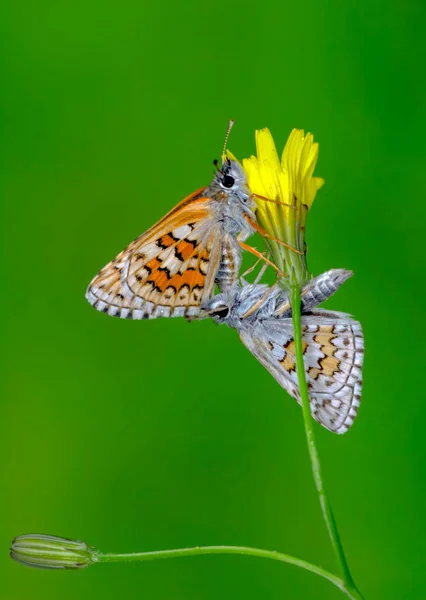 Fotos Macro Hermosa Escena Naturaleza Primer Plano Hermosa Mariposa Sentada — Foto de Stock