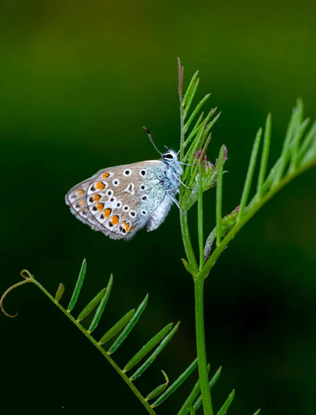 Macro Shots Prachtige Natuur Scene Close Mooie Vlinder Zittend Bloem — Stockfoto