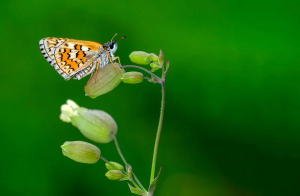 Макрознімок Чудова Природа Крупним Планом Красивий Метелик Сидить Квітці Літньому — стокове фото