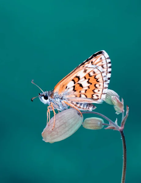 Macro Fotografia Traça Galho Planta — Fotografia de Stock