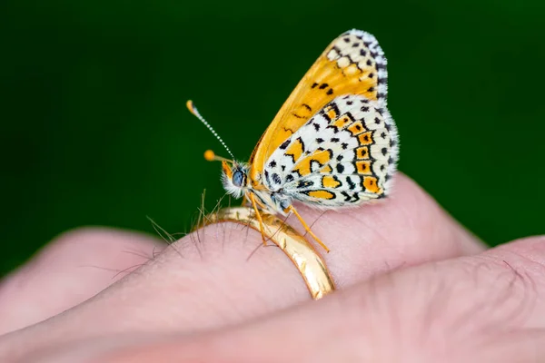 Piękny Motyl Bliska Wyciągnięcie Ręki Letnim Ogrodzie — Zdjęcie stockowe