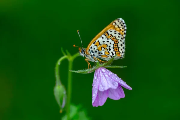 Macro Shots Beautiful Nature Scene Closeup Beautiful Butterfly Sitting Flower — Stock Photo, Image