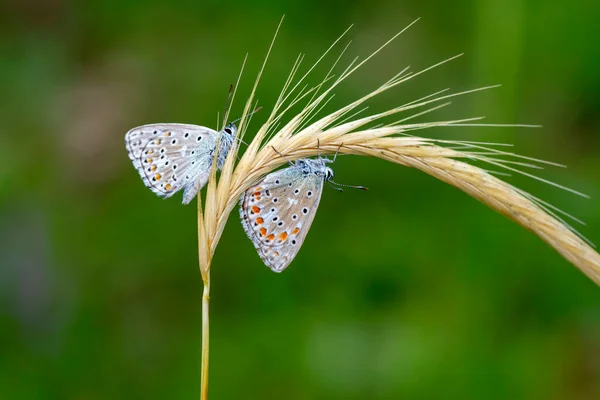 Macro Shots Bela Cena Natureza Closeup Bela Borboleta Sentado Flor — Fotografia de Stock