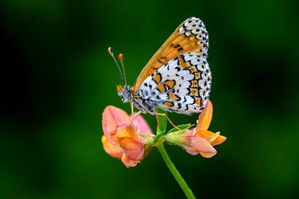 Fotos Macro Hermosa Escena Naturaleza Primer Plano Hermosa Mariposa Sentada — Foto de Stock