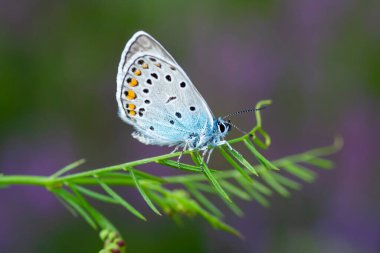 Makro çekimler, güzel doğa sahneleri. Yaklaş, güzel kelebek yaz bahçesindeki çiçekte oturuyor..