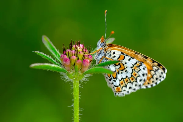 Strzały Makro Piękna Scena Natury Zbliżenie Piękny Motyl Siedzi Kwiat — Zdjęcie stockowe