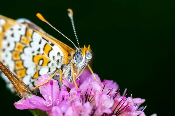 Macro Shots Beautiful Nature Scene Closeup Beautiful Butterfly Sitting Flower — Stock Photo, Image