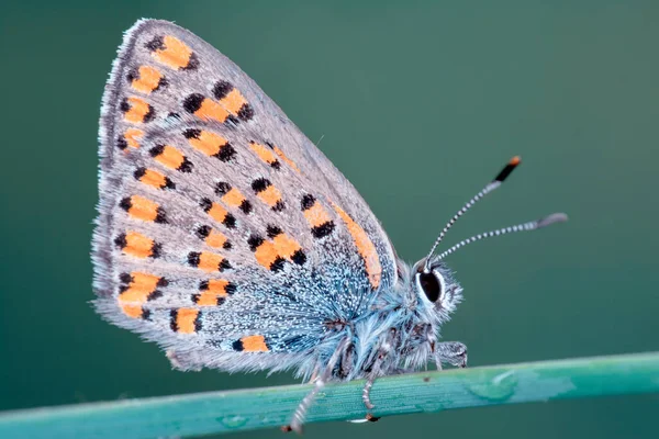 Macro Shots Belle Scène Nature Gros Plan Beau Papillon Assis — Photo