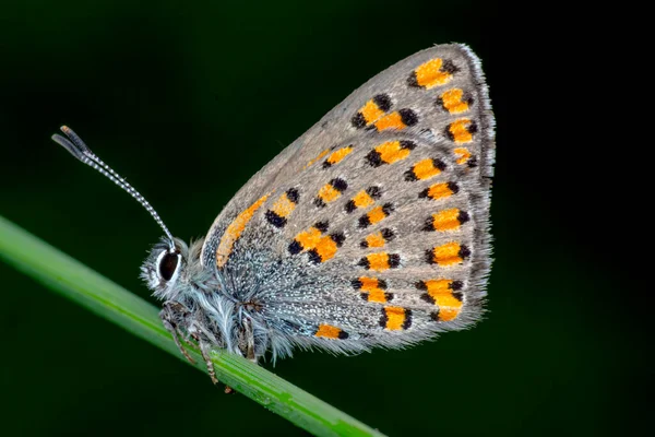 Macro Shots Belle Scène Nature Gros Plan Beau Papillon Assis — Photo