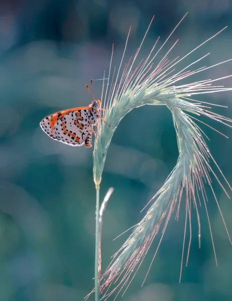 Macro Shots Bela Cena Natureza Closeup Bela Borboleta Sentado Flor — Fotografia de Stock