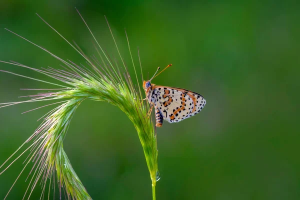 Macro Shots Prachtige Natuur Scene Close Mooie Vlinder Zittend Bloem — Stockfoto