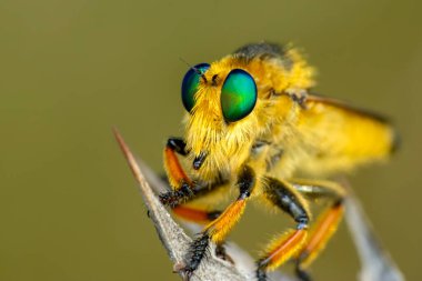 Bahçede uçan bir soyguncunun makro çekimi.