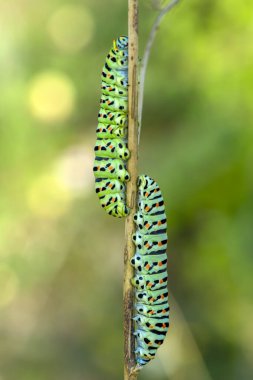 Makro çekimler, güzel doğa sahneleri. Yaklaş güzel kelebek tırtılı  