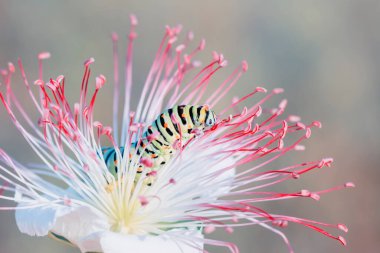 Makro çekimler, güzel doğa sahneleri. Yaklaş güzel kelebek tırtılı  