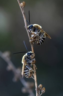 Yeşil doğadaki güzel arı makrosu 