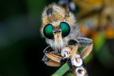 Bahçede uçan bir soyguncunun makro çekimi.