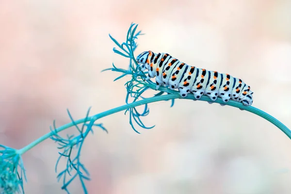 Makro Çekimler Güzel Doğa Sahneleri Yaklaş Güzel Kelebek Tırtılı — Stok fotoğraf