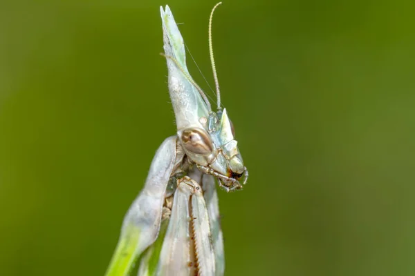 Закрыть Пару Европейских Мантиев Mantis Religious — стоковое фото