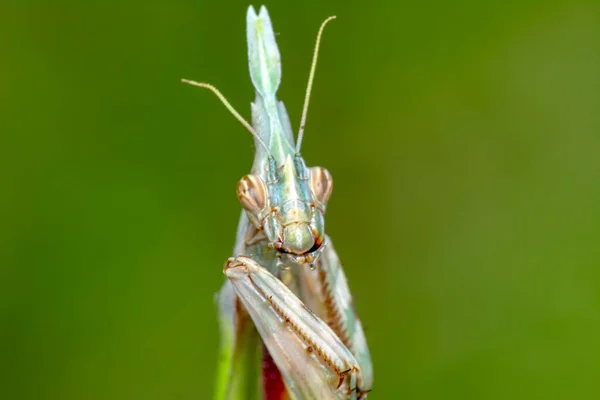 一对漂亮的欧洲螳螂 Mantis Religiosa 的特写 — 图库照片