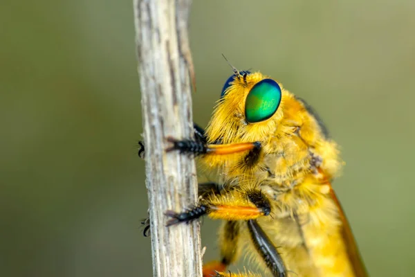 Macro Tiro Uma Mosca Ladrão Jardim — Fotografia de Stock