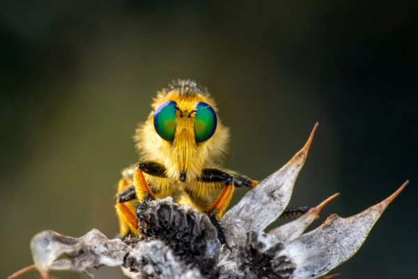 Macro Tiro Uma Mosca Ladrão Jardim — Fotografia de Stock