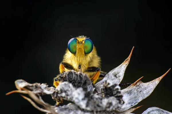 Macro Tiro Uma Mosca Ladrão Jardim — Fotografia de Stock