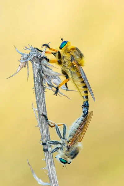 Macro Tiro Uma Mosca Ladrão Jardim — Fotografia de Stock