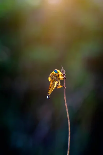 Makro Skott Rånare Flyga Trädgården — Stockfoto