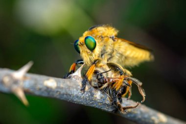 Bahçede uçan bir soyguncunun makro çekimi.