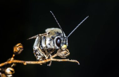 Yeşil doğadaki güzel arı makrosu 