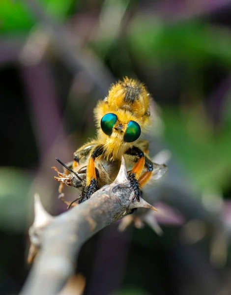 Plan Macro Une Mouche Voleuse Dans Jardin — Photo