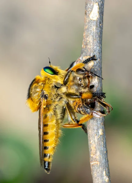 Makroaufnahme Einer Räuberfliege Garten — Stockfoto