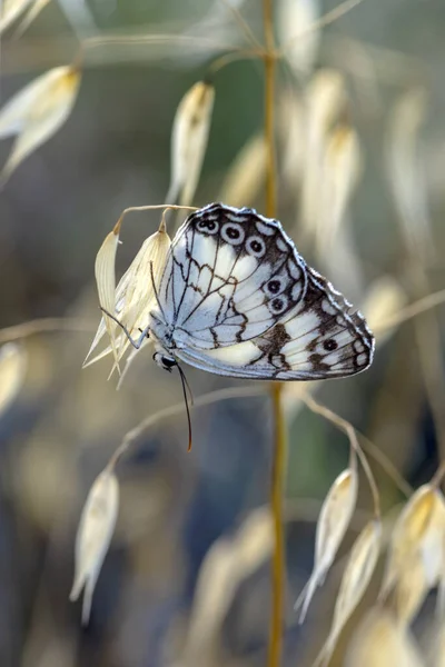 Makro Záběry Krásná Přírodní Scéna Closeup Krásný Motýl Sedí Květině — Stock fotografie