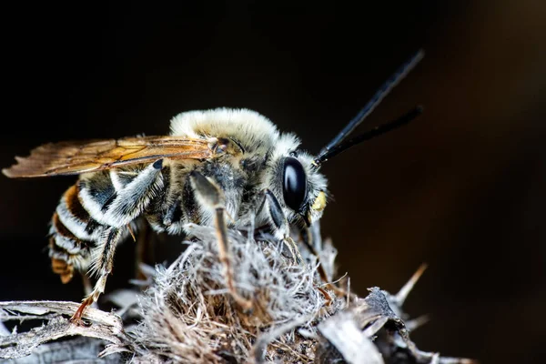 Hermosa Abeja Macro Naturaleza Verde — Foto de Stock