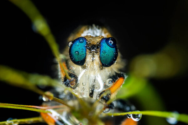 Macro shot of a robber fly in the garden