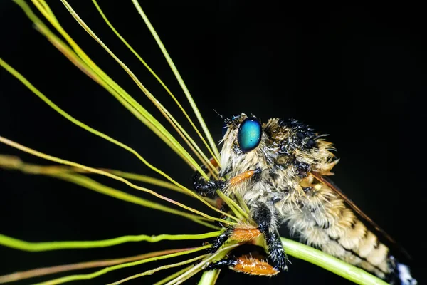 Macro Tiro Uma Mosca Ladrão Jardim — Fotografia de Stock